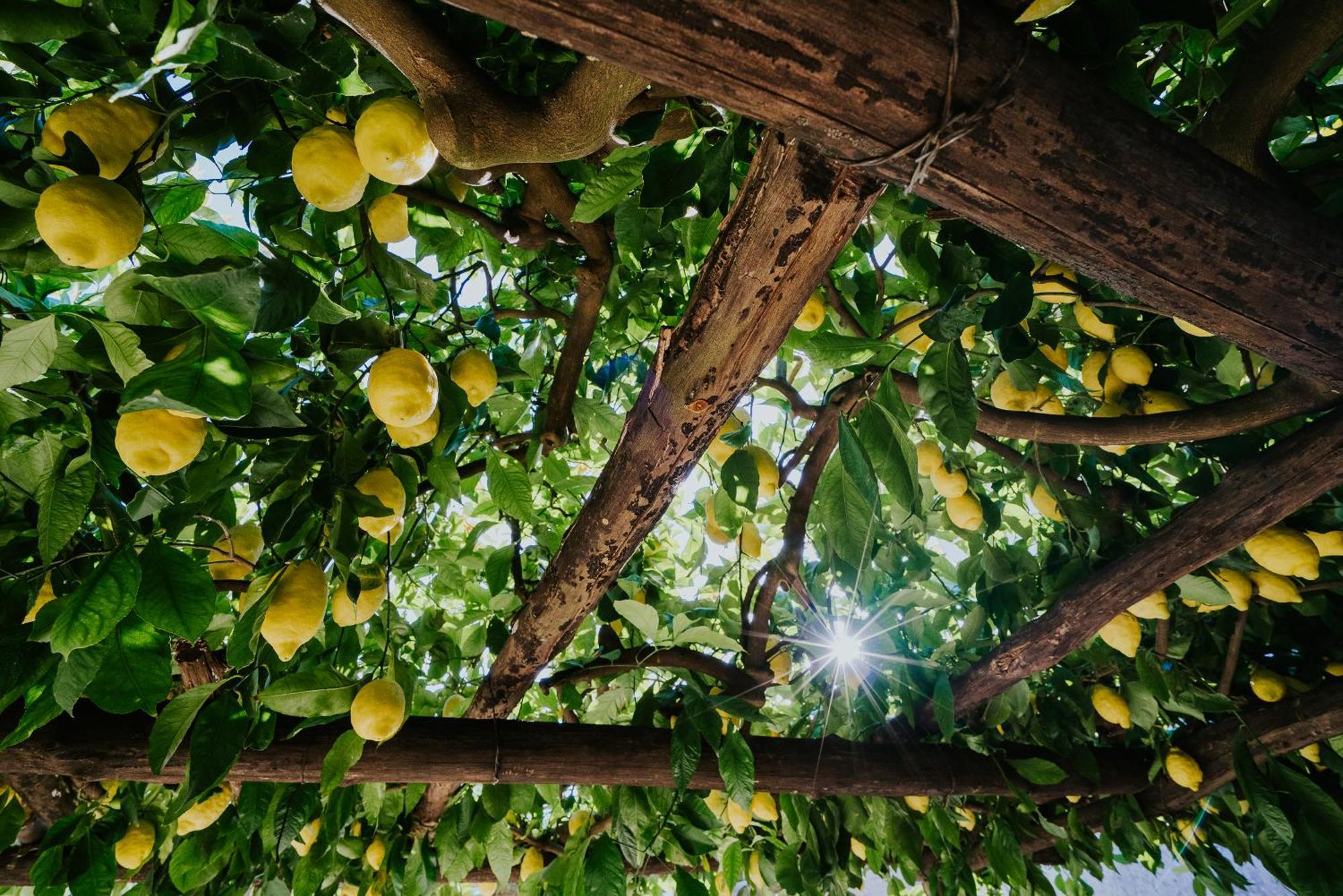 PolvicaIl Giardino Dei Limoniアパートメント エクステリア 写真